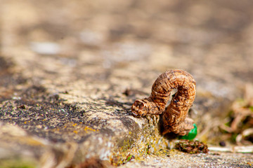 Caterpillar that looks like a twig