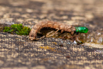 Caterpillar that looks like a twig