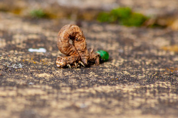 Caterpillar that looks like a twig