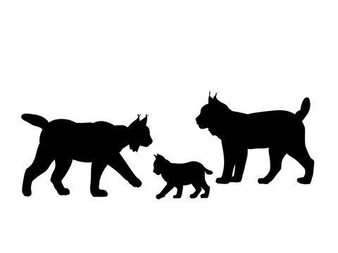 Family of lynxes . Silhouettes feline animals