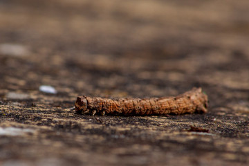 Caterpillar that looks like a twig