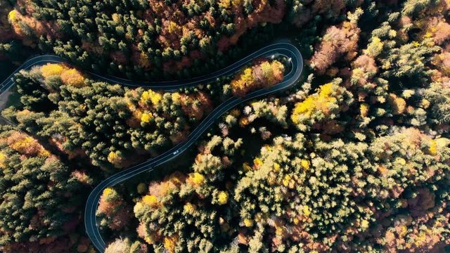 Aerial view of a winding  asphalt curvy road , through  beautiful colorful autumn forest  with red yellow and green trees in Transfagarasan &ndash; Carpathian mountains, Romania.