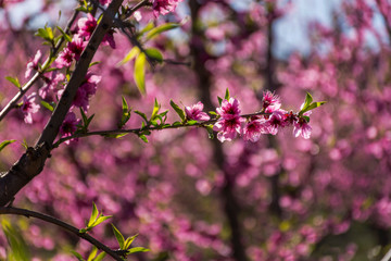 View of pink peach trees field in blossom on natural background in Torres de Segre and Alcarras.