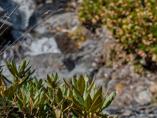 natural background with river and waterfall in soft focus; rhododendron on foreground; free copy space; autumn nature in mountains