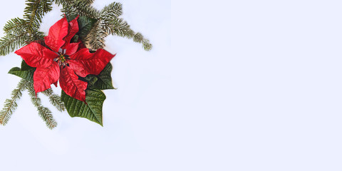 Poinsettia red flower with fir tree and snow on white background. Greetings Christmas card. Postcard. Christmastime. Red White and green.