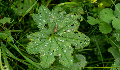 green leaf with water drops