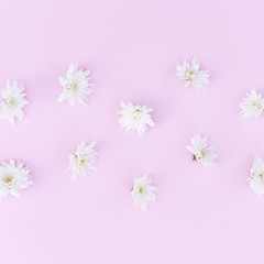 Fototapeta na wymiar White chrysanthemum heads on a pink background.