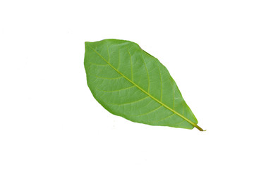 Fototapeta na wymiar Leaves on a white background Terminalia catappa (clipping path)