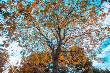 autumnal tree of places square in zaragoza spain