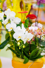 Orchid flower in garden. beautiful flowers
