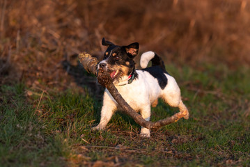 Small cute happy size madness Jack Russell Terrier dog carries a large branch on a green meadow