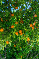 Orange garden. citrus fruits. oranges on a tree