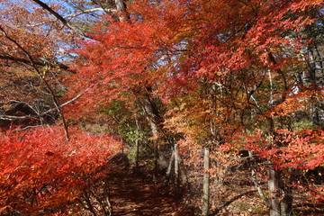 雲場池の傍の紅葉の道
