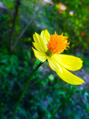 yellow flower on green background