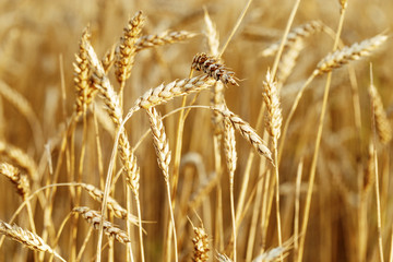 Obraz premium Ripe wheat in an agricultural field. Harvest time. Spike of wheat close up. Natural rural landscape. Selective focus.