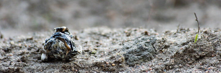 Molten piece of plastic on dirty ground