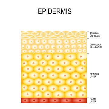 Skin Cells and Structure Layers of epidermis
