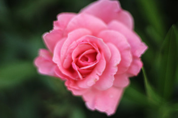 Close up on pink rose, very selective focus, perfect feminine background