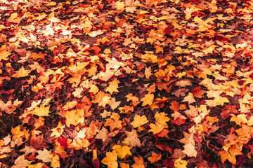 Red and Orange Autumn Leaves Background