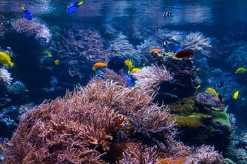 Fototapeta na wymiar Underwater Scene With Coral Reef And Tropical Fish