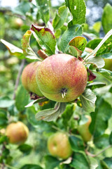 ripe apples on a branch with green leaves