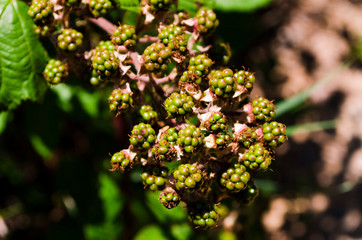 Green berries riping on a blackberry prickly bush.Unripe blackberry fruits on a shrub.