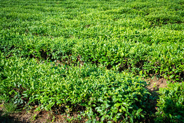 Fototapeta na wymiar Green tea farm in spring. Tea plantation