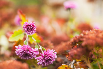 Beautiful purple flowers on a blurry orange natural background. Autumn flowers in the garden.
