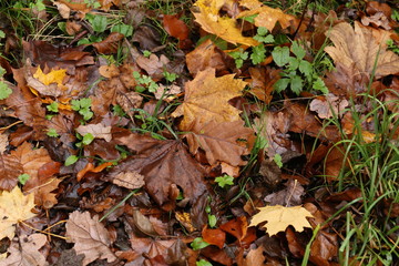 Autumn maple leaves lie on the ground