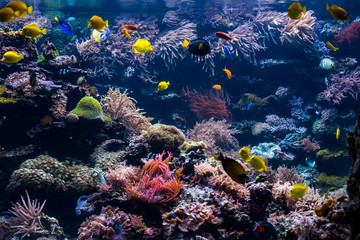 Naklejka na ściany i meble beautiful underwater world with tropical fish