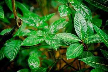 tropical green leaf. tropical rainforest