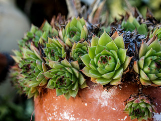 succulent plants on old pot