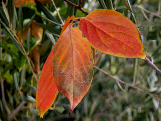fall persimmon leaves on the branch