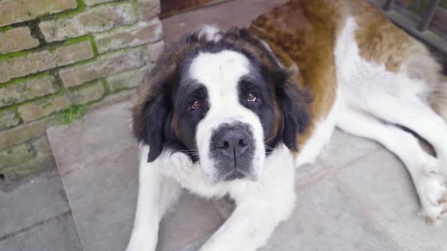 Saint Bernard dog looks at camera.