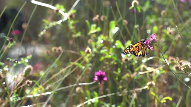 Monarch Butterfly drinking nectar from a colorful flower in a garden. seconds of premium  stock footage.