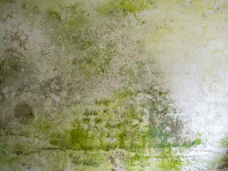 Green mould on a white wall background texture