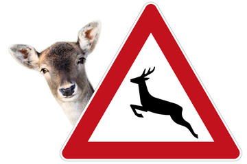 Junges Reh sucht Schutz - Vorsicht Wildwechsel