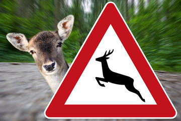 Junges Reh sucht Schutz - Vorsicht Wildwechsel