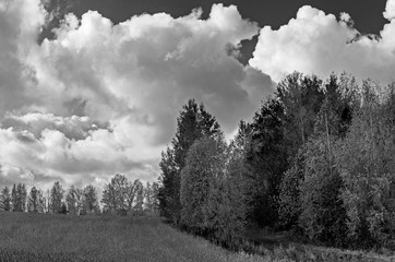 Autumn view of the field, meadows with copses and Cumulus clouds in the darkened sky, black and white image.
