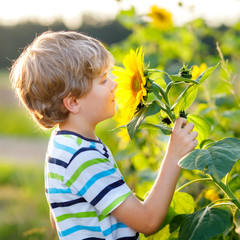 Adorable little blond kid boy on summer sunflower field outdoors. Cute preschool child having fun on warm summer evening at sunset. Kids and nature..