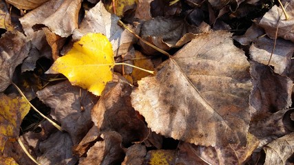 autumn leaves on the ground