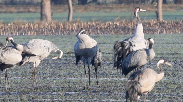 Common Cranes or Eurasian Cranes (Grus Grus) birds resting and feeding in a field during migration. Other cranes are landing in slow motion.