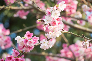 Tamsui Palace, Tamsui Town, New Taipei City-Feb 2,2019: Cherry Blossom of Tianyuan Palace in sunny day.