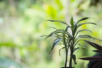 Sansevieria a potted plant