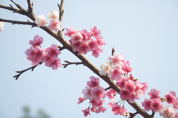 Tamsui Palace, Tamsui Town, New Taipei City-Feb 2,2019: Cherry Blossom of Tianyuan Palace in sunny day.