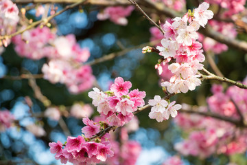 Tamsui Palace, Tamsui Town, New Taipei City-Feb 2,2019: Cherry Blossom of Tianyuan Palace in sunny day.