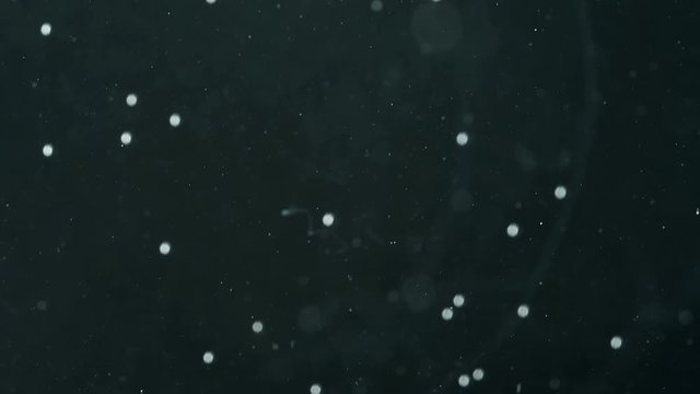 Pill White Dissolve