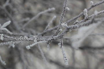 frost on tree