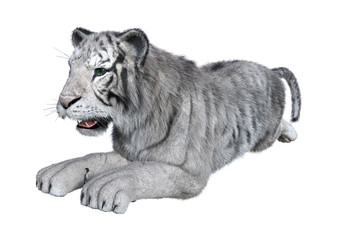 3D Rendering White Tiger on White