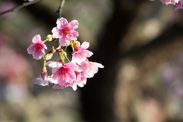 Tamsui Palace, Tamsui Town, New Taipei City-Feb 2,2019: Cherry Blossom of Tianyuan Palace in sunny day.
